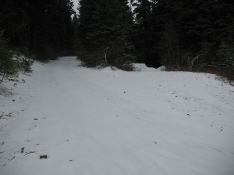 1995 Ford Bronco - A snowy forest road with tire tracks leading into the trees.
