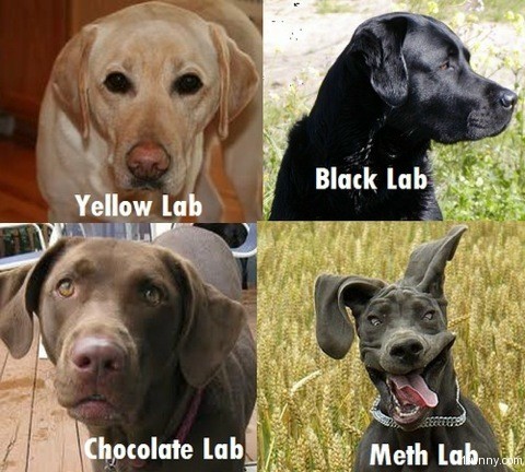 1989 Ford Bronco - A collage of four dogs, each labeled with a different type or humorous description.