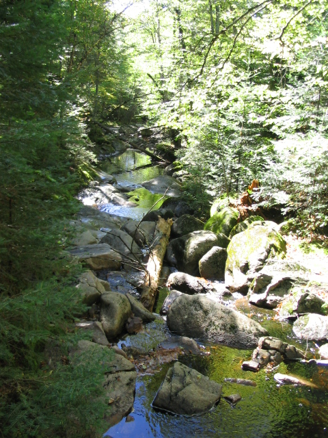 1986 Ford Bronco - A peaceful forest stream winds through moss-covered rocks and lush green trees under dappled sunlight.