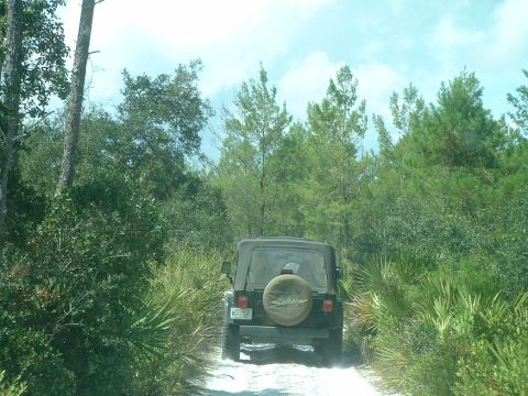 1995 Ford Bronco - Jeep Wrangler drives down a dusty dirt road surrounded by dense foliage and trees.