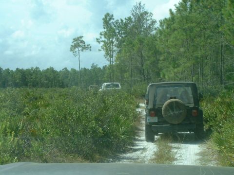 1995 Ford Bronco - Multiple vehicles travel down a sandy path surrounded by dense vegetation and pine trees.
