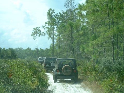 1995 Ford Bronco - A convoy of Jeeps navigates a sandy trail surrounded by dense pine trees and underbrush.