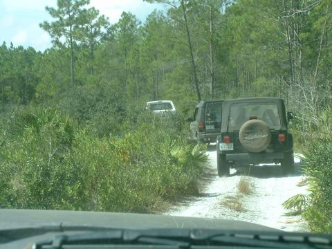 1995 Ford Bronco - Multiple Jeeps navigate a sandy path through a dense forest environment.