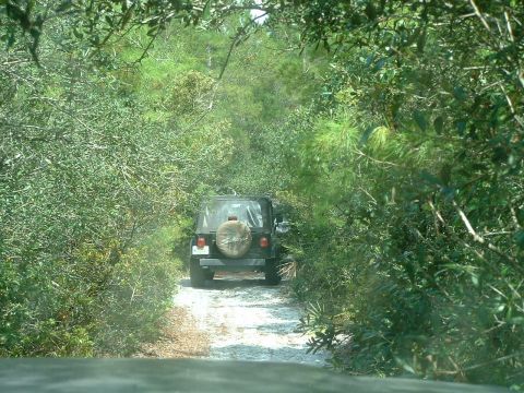 1995 Ford Bronco - A Jeep Wrangler navigates a wooded trail, its spare tire visible on the back.