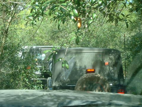 1995 Ford Bronco - Two SUVs navigate a wooded area, with the rear of one vehicle and the front of another visible.