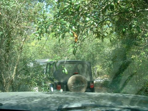 1995 Ford Bronco - A black Jeep Wrangler Sahara is seen from another vehicle, partially obscured by trees and foliage.