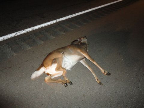 2006 Dodge 2500 - A deer lies deceased on a highway at night, its body sprawled across the lane.