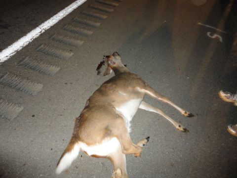 2006 Dodge 2500 - A deer lies deceased on the asphalt, its body positioned across the lane markings.