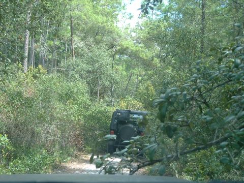 1995 Ford Bronco - SUV navigates a wooded trail, obscured by foliage.