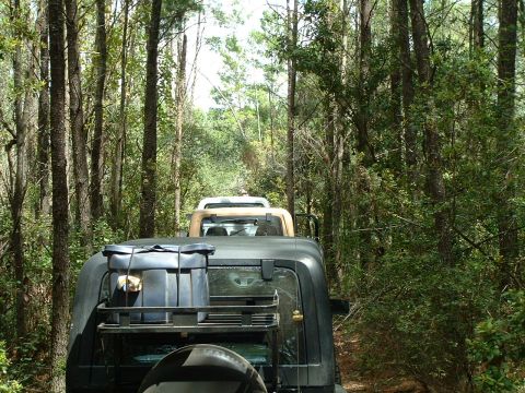 1995 Ford Bronco - A convoy of Jeeps navigates a narrow, tree-lined dirt road.