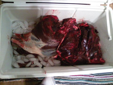 2006 Dodge 2500 - Raw meat packed with ice in a white cooler.