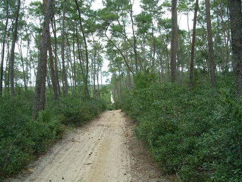 1995 Ford Bronco - A dirt road winds through a dense pine forest, leading to a distant horizon. The Supermotors.net logo is visible in the lower right corner.