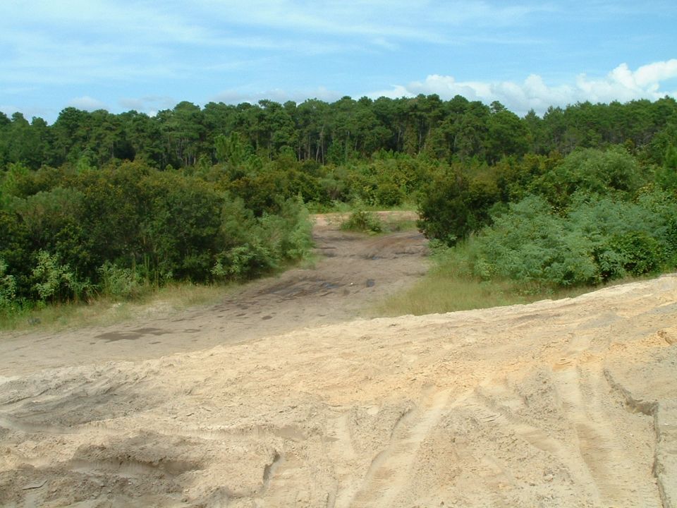 Open sandy clearing and trail entrance bordered by green brush and pine forest