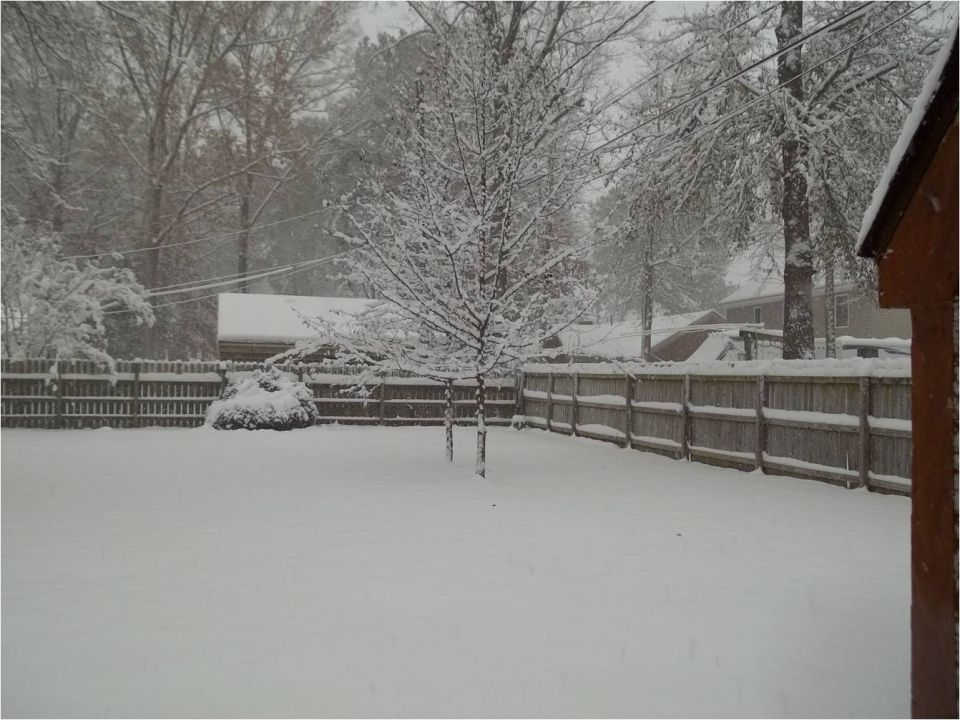 Snow-covered backyard with wood fence and bare tree during a heavy snowfall