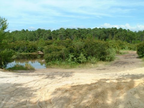 1995 Ford Bronco - A natural landscape with a dirt track and a pond, bordered by dense green foliage and trees.