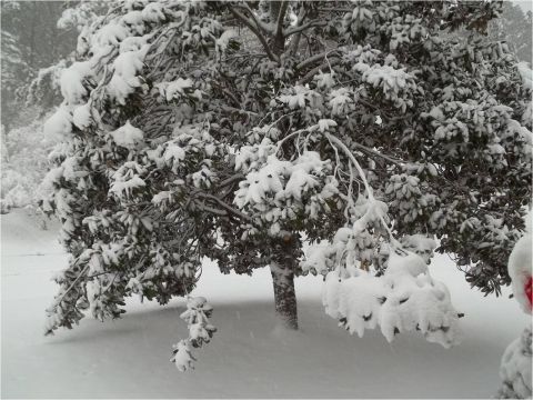1972 Ford Ranchero - A tree is heavily laden with snow, with a watermark at the bottom right.