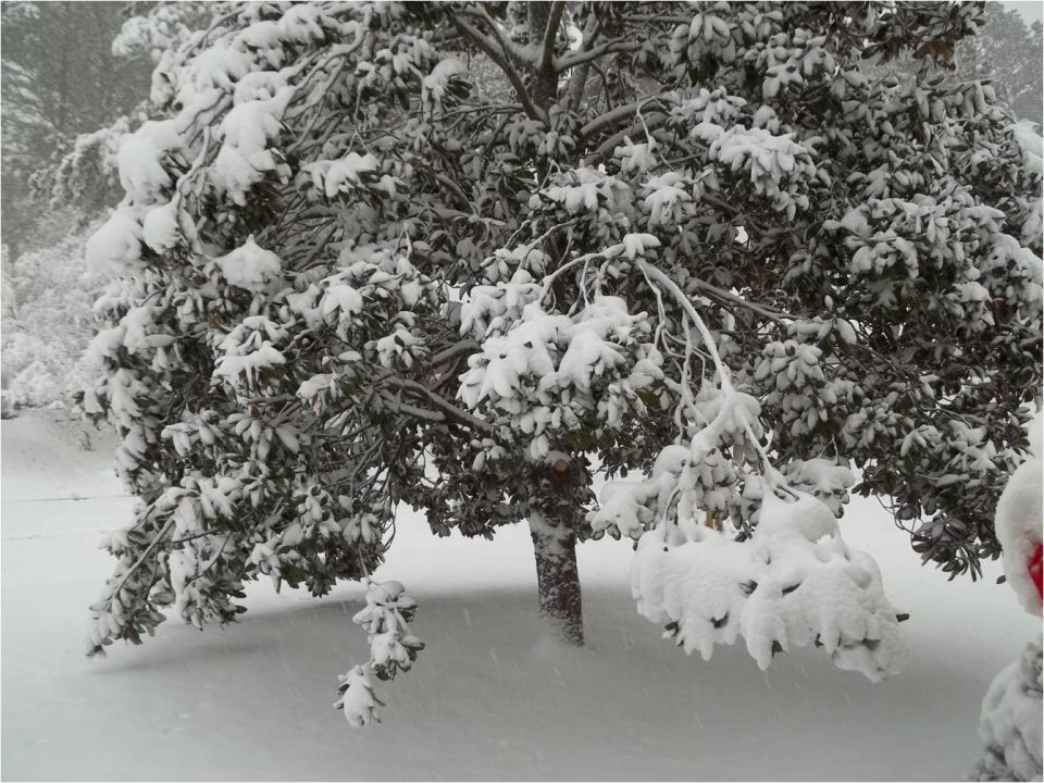 tree branches covered in snow