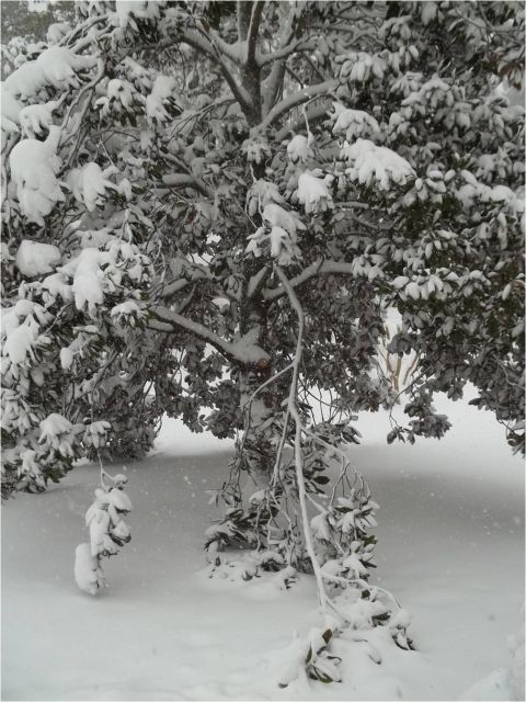1972 Ford Ranchero - A winter scene with snow blanketing trees and the ground, a website watermark.