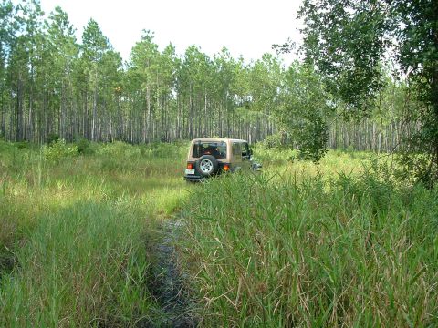 1995 Ford Bronco - A tan Jeep Wrangler navigates a grassy path surrounded by a dense forest.