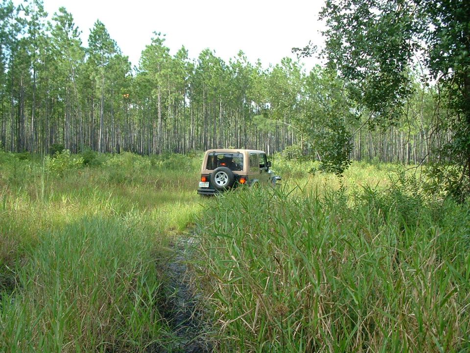 Tan Jeep Wrangler with spare tire on rear door, driving on a muddy path through tall grass and pine trees