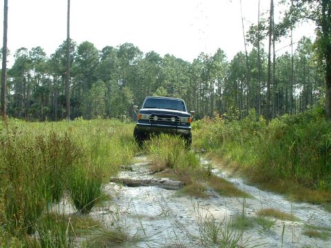 1995 Ford Bronco - A Ford F-Series truck drives down a sandy, overgrown path surrounded by dense woods.