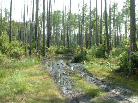 1995 Ford Bronco - A muddy track winds through a dense pine forest, with puddles reflecting the sky.