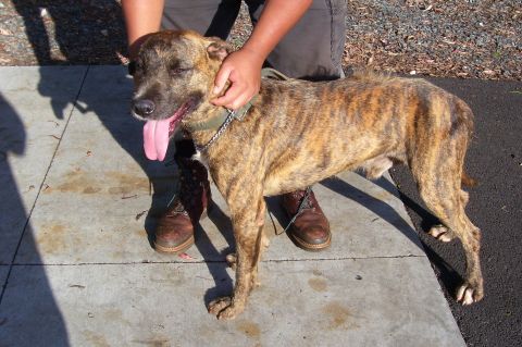 1991 Ford Bronco - This is DeLimas Pili. A Bull/Hound mix now over 10 and STILL locking down hogs on Kauai.
