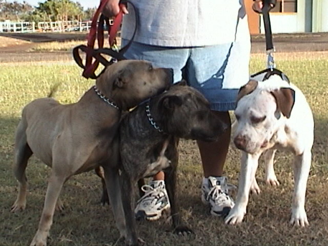 My wife with Red, Rebel, and Maka. It took me 2 years, 5 pairs of Nikes, a bunch of staple guns, and every episode of Dog Whisperer to get these dogs to not hook their can openers into each other. Back in 2006 taking this picture wouldve been impossible.