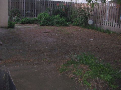 1968 Ford Mustang - Dim backyard scene of a bare dirt lot covered in fallen leaves, with cut brush and shrubs along a wooden picket fence and a concrete slab i…