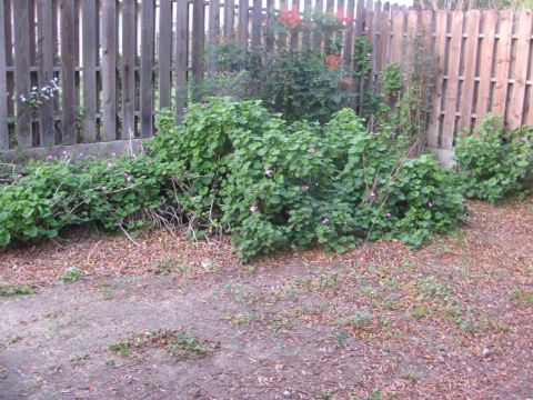 1968 Ford Mustang - A backyard scene with dense vegetation and a tall wooden fence.