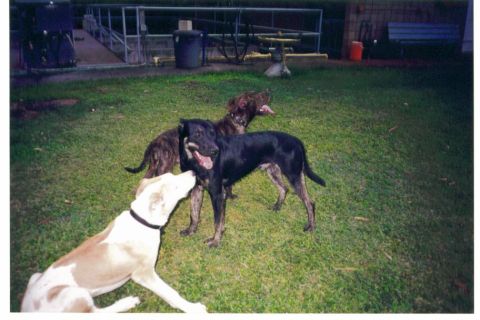 1991 Ford Bronco - This is DeLimas Kolohe in the center with Kui at left and Pono in back. Kolohe was the first dog we got and he did it all, track, bay, anch…