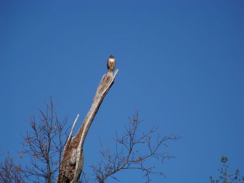 1994 Ford F-150 - A hawk sits on a broken tree branch under a bright blue sky. The Supermotors.net logo is visible in the lower right corner.