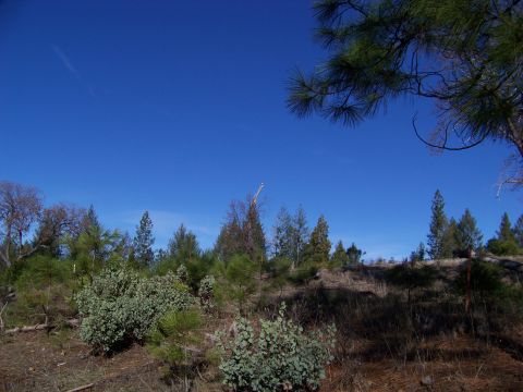 1994 Ford F-150 - A dry, hilly landscape with scattered pine trees and bushes under a clear blue sky, showing a "SUPERMOTORS" watermark.