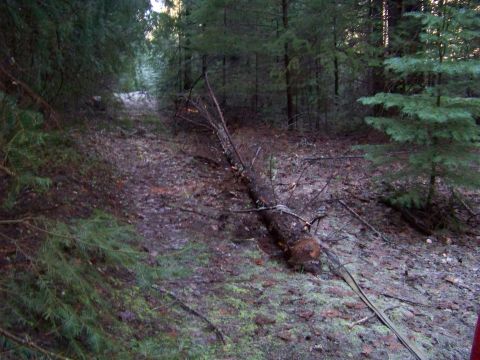 1994 Ford F-150 - Forest road is blocked by a fallen tree. The path ahead is covered in leaves and debris.