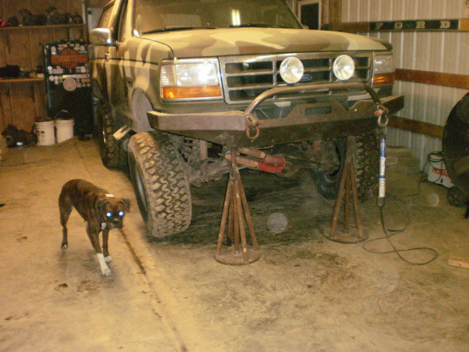 Ford truck on jack stands in garage, dog in foreground