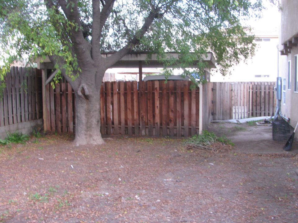 Backyard scene with a large tree, wooden fence, and shed