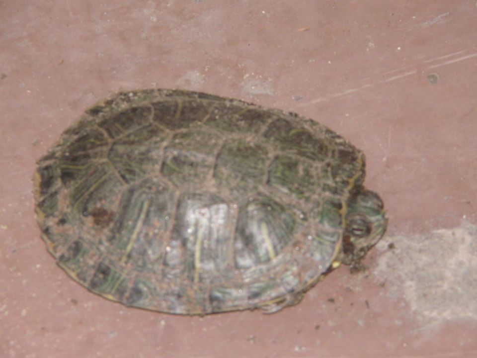 Turtle on a reddish-brown surface