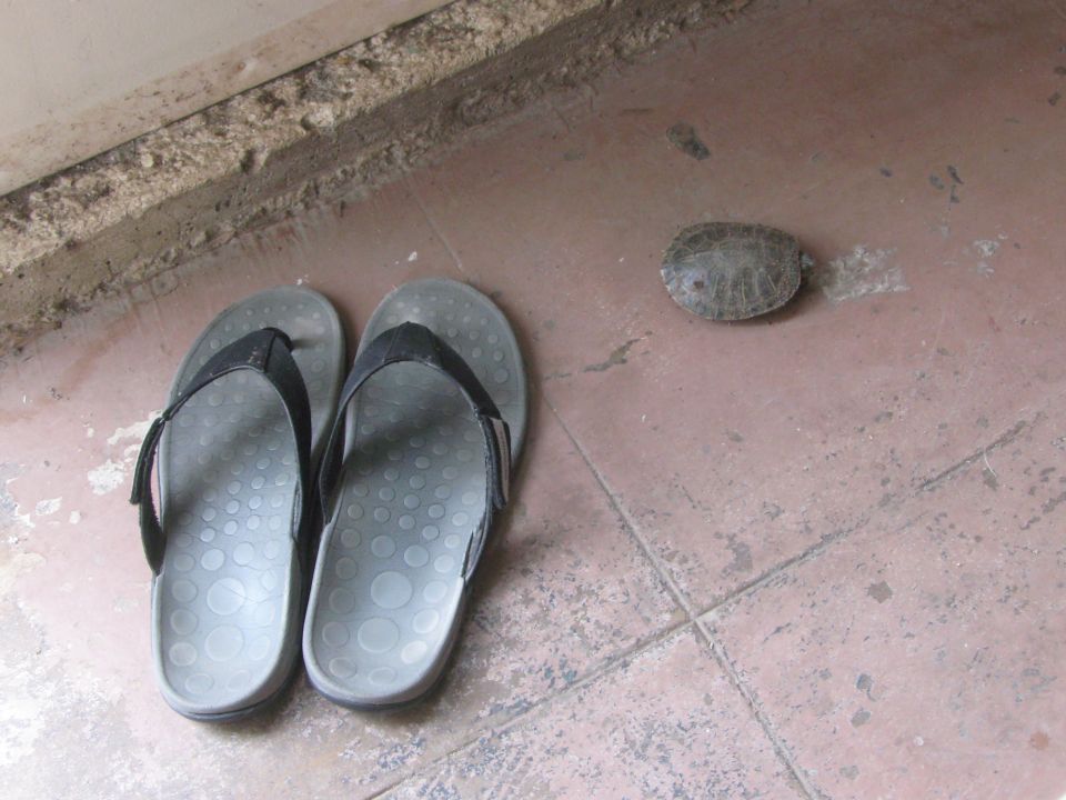 Turtle and flip-flops on tiled floor