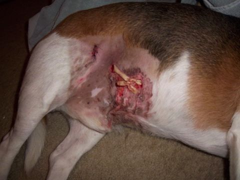 1991 Ford Bronco - A dog's flank displays a significant injury with exposed bone and surgical sutures.
