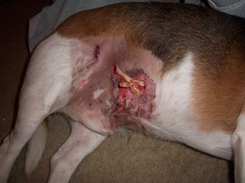 Dog's side showing a large, bloody wound with exposed bone and stitches