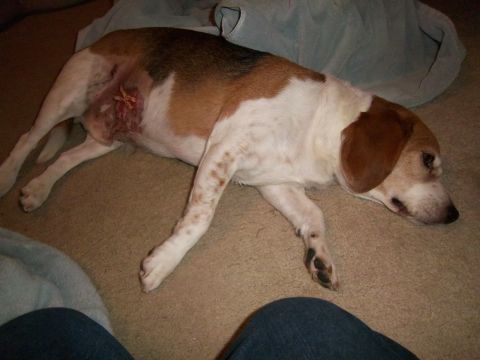 1991 Ford Bronco - A dog lies on a carpeted floor with a visible wound on its side.