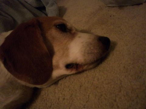 1991 Ford Bronco - A close-up profile view of a beagle dog resting on a carpeted surface.