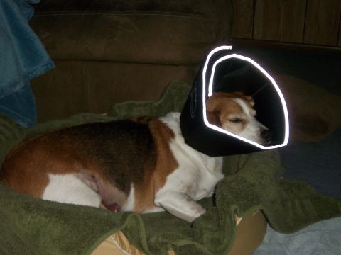 1991 Ford Bronco - A dog wearing a protective cone rests comfortably on a blanket.
