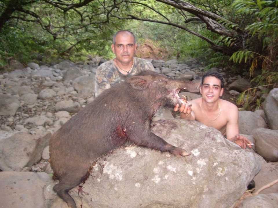 Two hunters behind a large tusked wild boar on boulders in a jungle stream