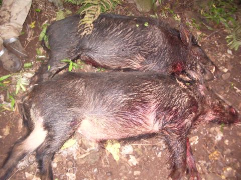 1991 Ford Bronco - Two harvested black wild boars lying side by side on damp forest ground among ferns and leaf litter, with a hunter's boot visible at the up…