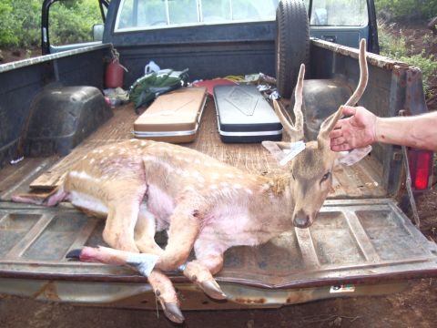 1991 Ford Bronco - Lanai Deer.
