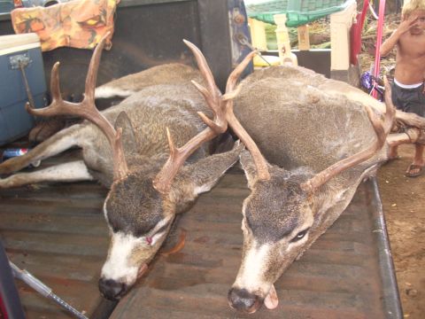 1991 Ford Bronco - Richies rare 8 point Kauai blacktail and a 4 pointer.
