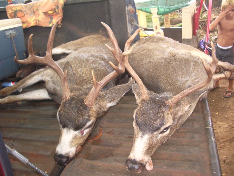 Richies rare 8 point Kauai blacktail and a 4 pointer.