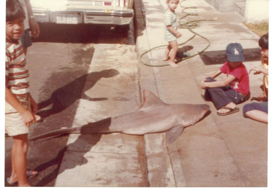 Baby shark caught in Reubens net.