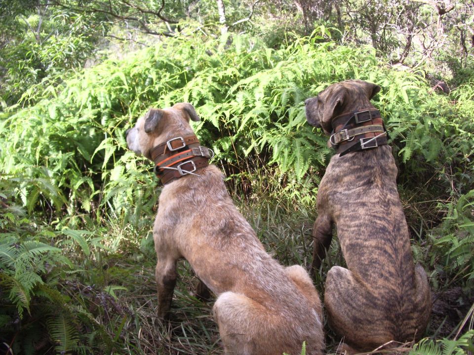Father and son 14 yr old Ipo and 10 yr old Nui still bringing home bacon.